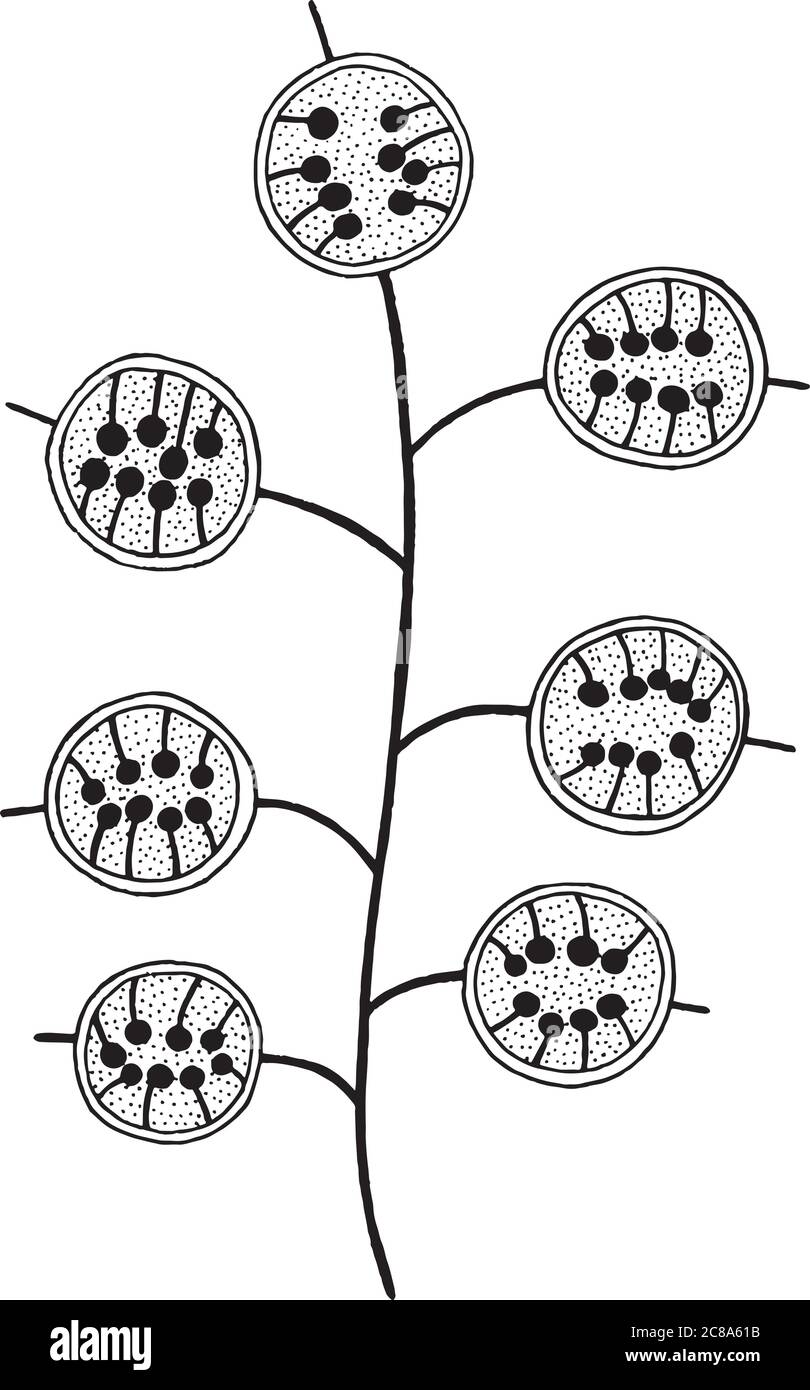 Lunaria Blumenzweig - Ausmalbilder für Erwachsene Stock Vektor