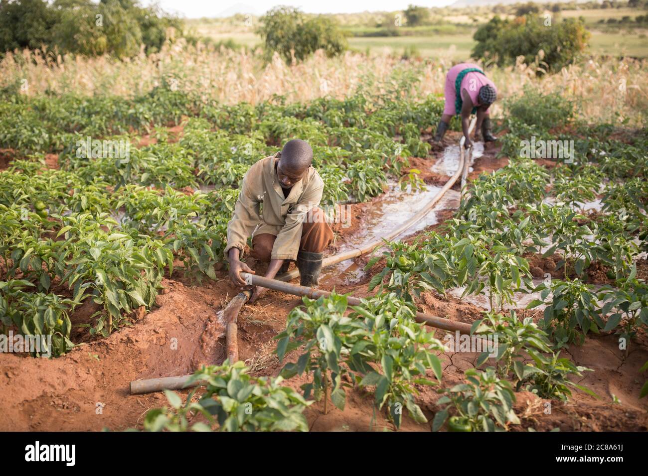 Ein Landwirt bewässert seine Ernte mit einer generatorbetriebenen Wasserpumpe und Rohrleitungen im Makueni County, Kenia, Afrika. Stockfoto