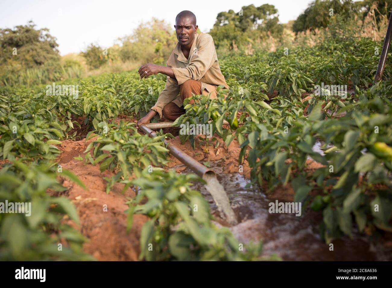 Ein Landwirt bewässert seine Ernte mit einer generatorbetriebenen Wasserpumpe und Rohrleitungen im Makueni County, Kenia, Afrika. Stockfoto