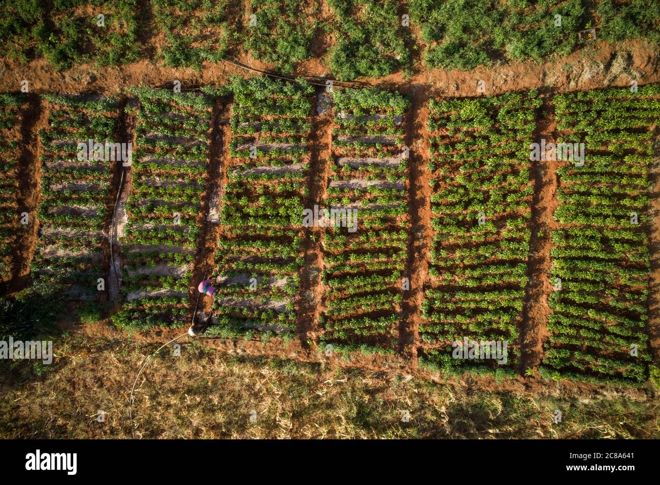 Diese Luftaufnahme zeigt ein grünes Pfefferfeld mit Reihen und Furchen, wie es von einem Bauern im Makueni County, Kenia, Ostafrika bewässert wird. Stockfoto