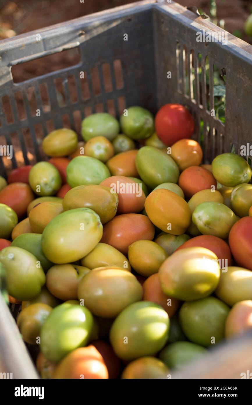 Frisch geerntete Tomaten sind auf einer Farm im Makueni County, Kenia, bereit für den Markt. Stockfoto