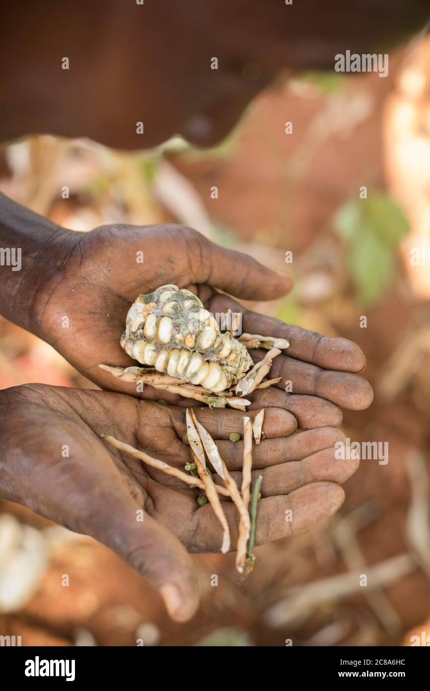 Ein älterer Kleinbauer erntet während einer Dürre in Kenia, Ostafrika, eine magere Ernte von Mais und Bohnen. Stockfoto