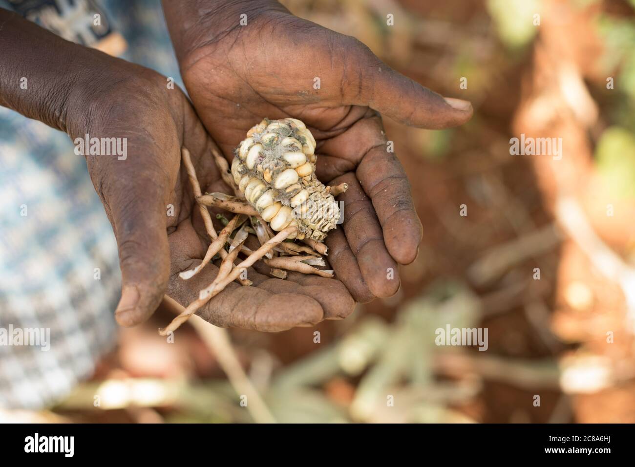 Ein älterer Kleinbauer erntet während einer Dürre in Kenia, Ostafrika, eine magere Ernte von Mais und Bohnen. Stockfoto