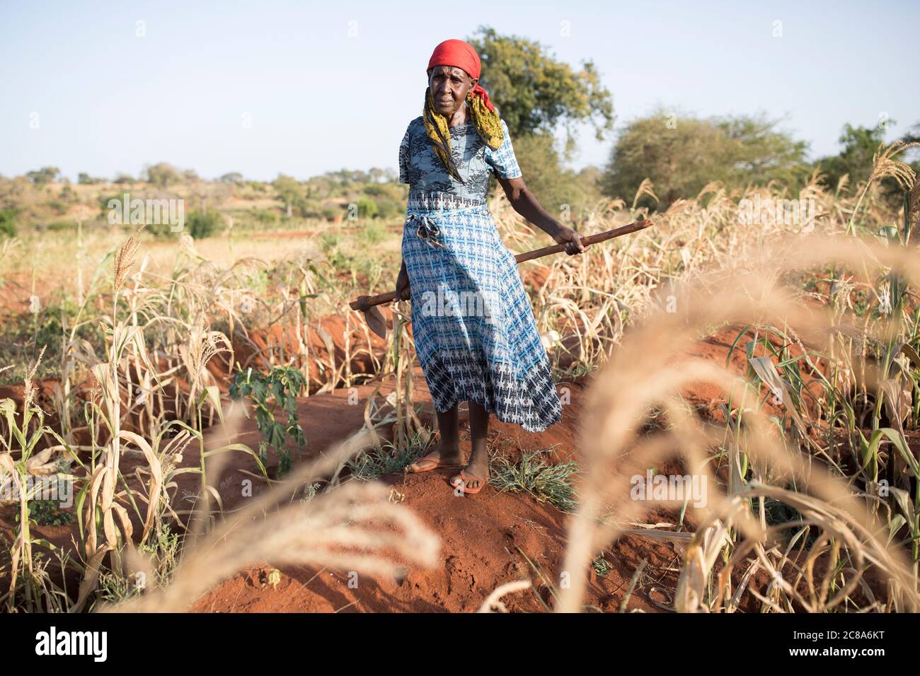 Eine ältere Kleinbäuerin steht in ihrem von Dürre heimgesuchten Maisfeld im Makueni County, Kenia, Ostafrika. Stockfoto