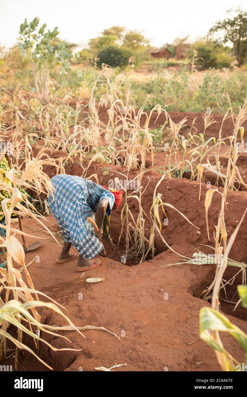 Bauern in Afrika nutzen Zaï Gruben und Hügel wie hier, um Wasser in die kompostreichen und nährstoffreichen Zai Gruben zu leiten und zu kanalisieren. Stockfoto