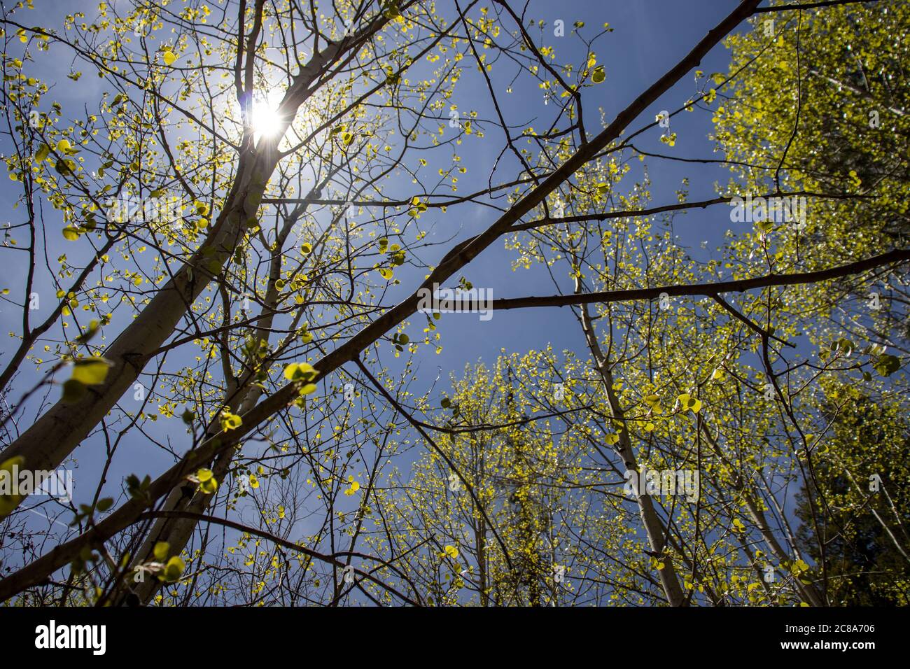 Sonne strahlend durch die Aspen Bäume von Nord Arizona, nahe der Stadt Greer in den White Mountains. Stockfoto