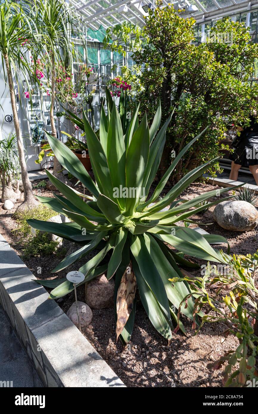 Agave attenuata, auch bekannt als Löwenschwanz, Schwanenhals oder Fuchsschwanz im Winter Garden städtischen Wintergarten in Helsinki, Finnland Stockfoto