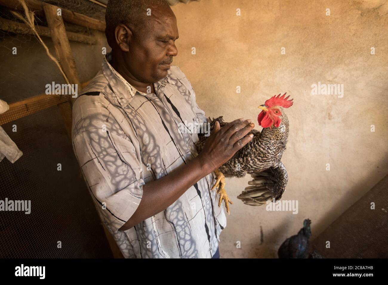 Geflügelviehhalter in seinem Hühnerstall im Makueni County, Kenia, Ostafrika. Stockfoto