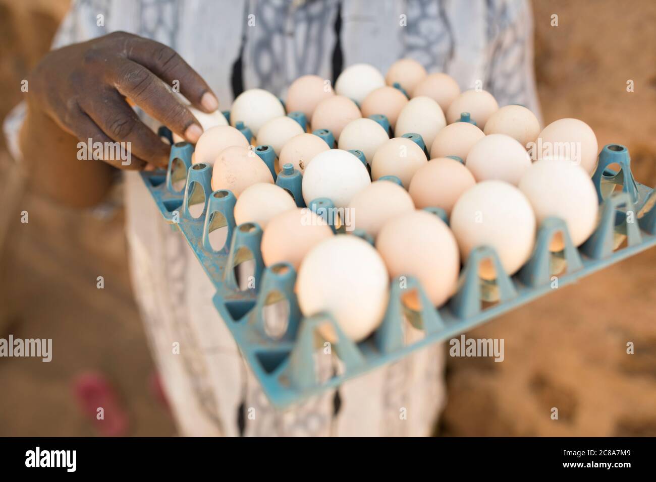 Ein kleiner Bauer hält auf seiner Hühnerfarm im Makueni County, Kenia, Ostafrika, ein Tablett mit Eiern. Stockfoto