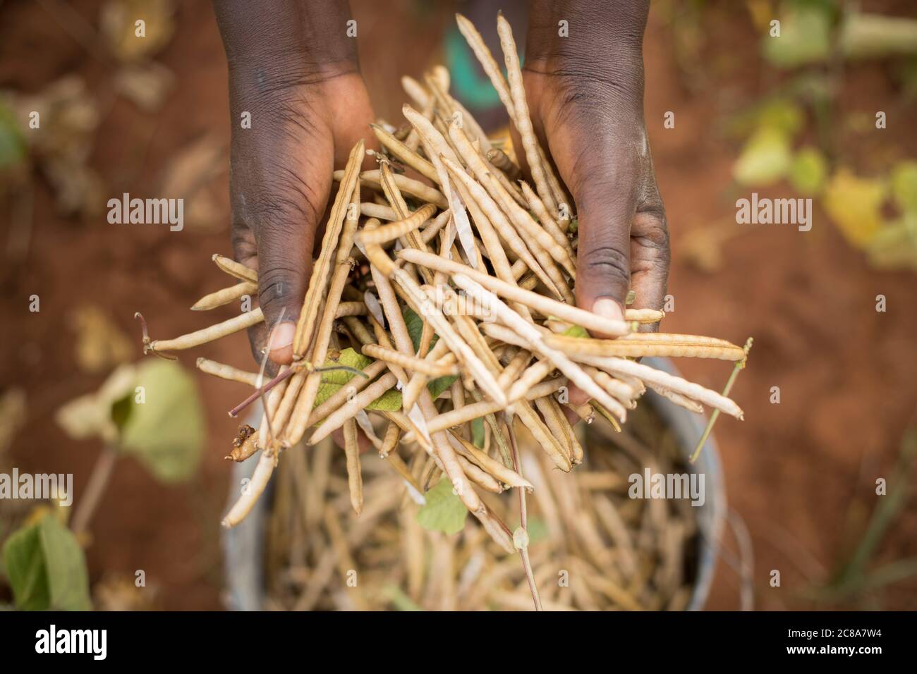 Ein Bauer hält eine Handvoll frisch geernteter Mungbohnen (auch als grünes Gramm bezeichnet) im Makueni County, Kenia, Ostafrika. Stockfoto