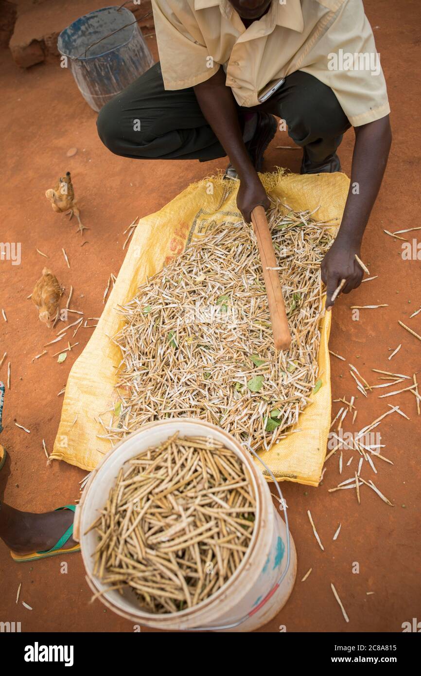 Das Dreschen von Mungbohnen (auch bekannt als grünes Gramm) wird mit einem Stampfen durch einen starken Stock in Makueni County, Kenia, Ostafrika durchgeführt. Stockfoto