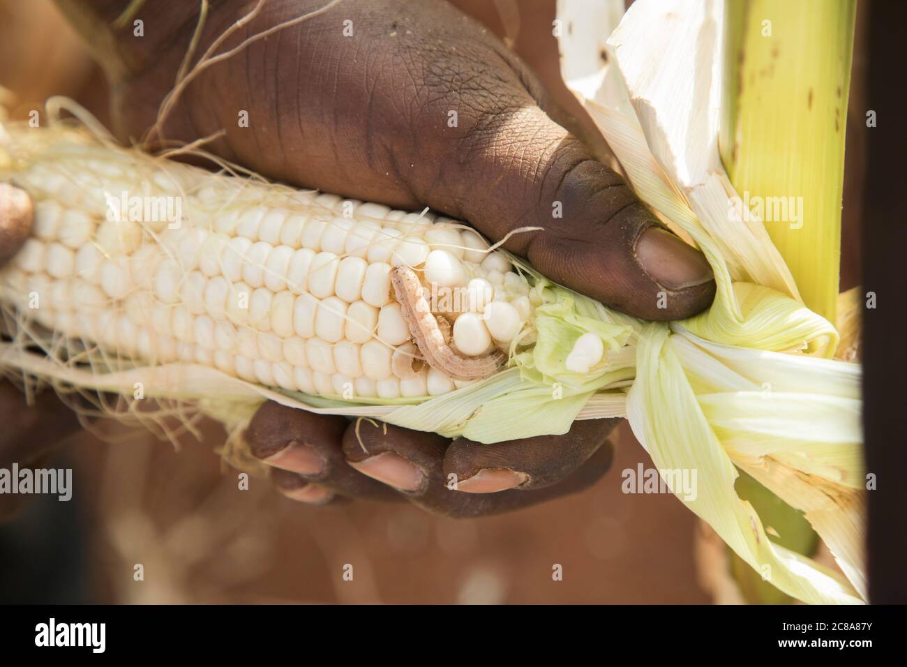 Armyworm, hier gezeigt, wie er in Kenia einen Bauernmais frisst, plagen die Maisernte vieler afrikanischer Bauern. Stockfoto