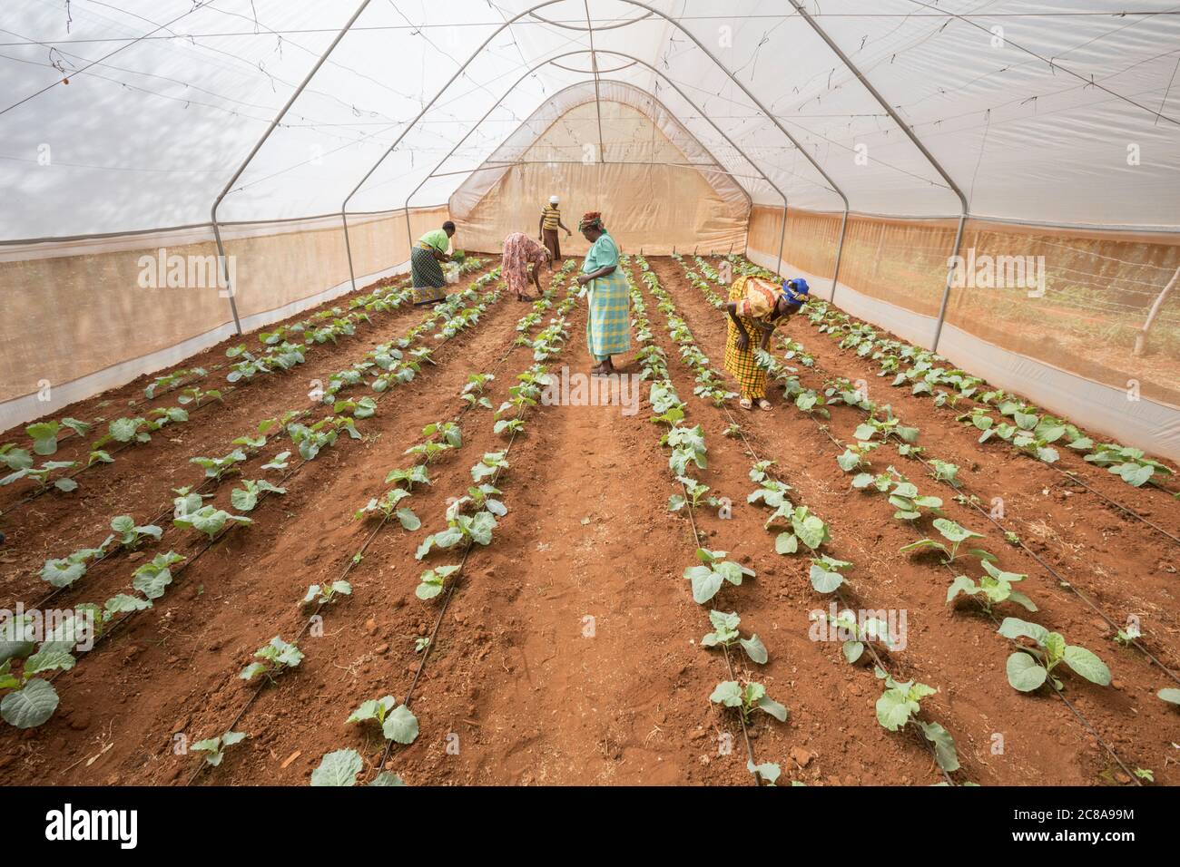 Mitglieder einer Frauenkooperative bauen grünes Gemüse in einem Gewächshaus im Makueni County, Kenia, Ostafrika. Stockfoto