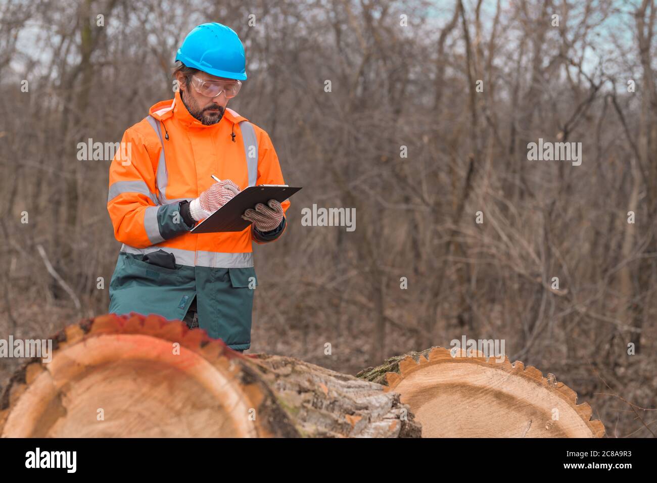 Forsttechniker sammelt während des Protokollierungsprozesses Datennotizen in der Gesamtstruktur Stockfoto