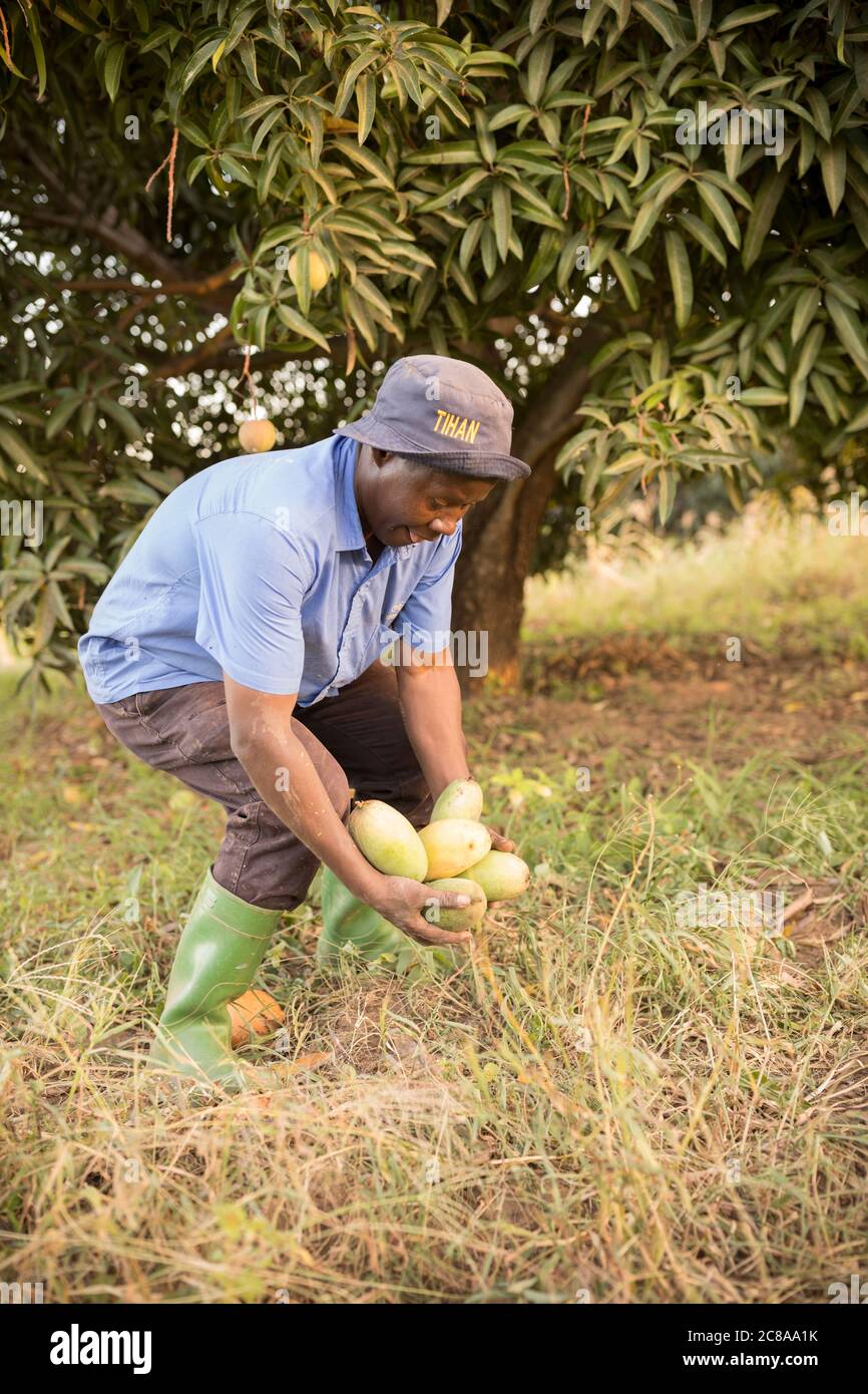 Ein Bauer sammelt Mangos, die er auf seinem Mangobaumgarten im Makueni County, Kenia, Ostafrika, pflückte. Stockfoto