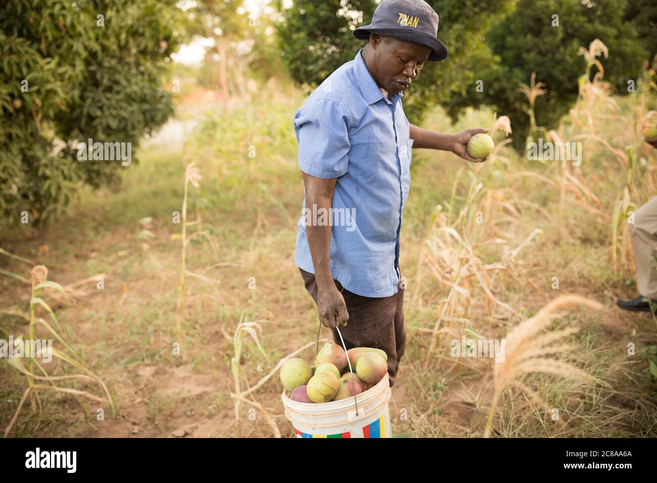 Ein Bauer sammelt Mangos, die er auf seinem Mangobaumgarten im Makueni County, Kenia, Ostafrika, pflückte. Stockfoto