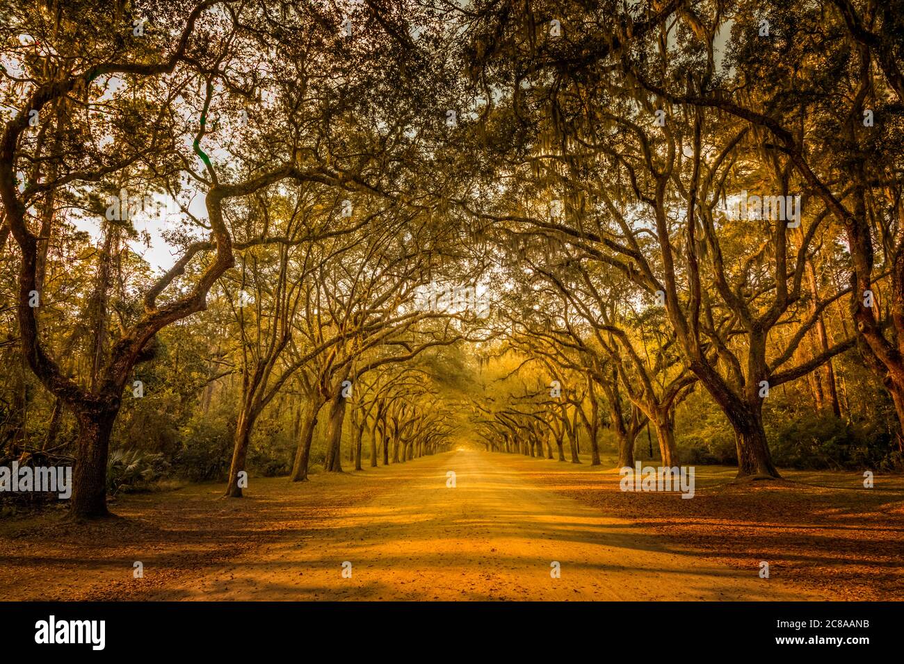 Ein atemberaubender, langer Weg gesäumt von alten, lebenden Eichen, die mit spanischem Moos bedeckt sind, Savannah Georgia Stockfoto