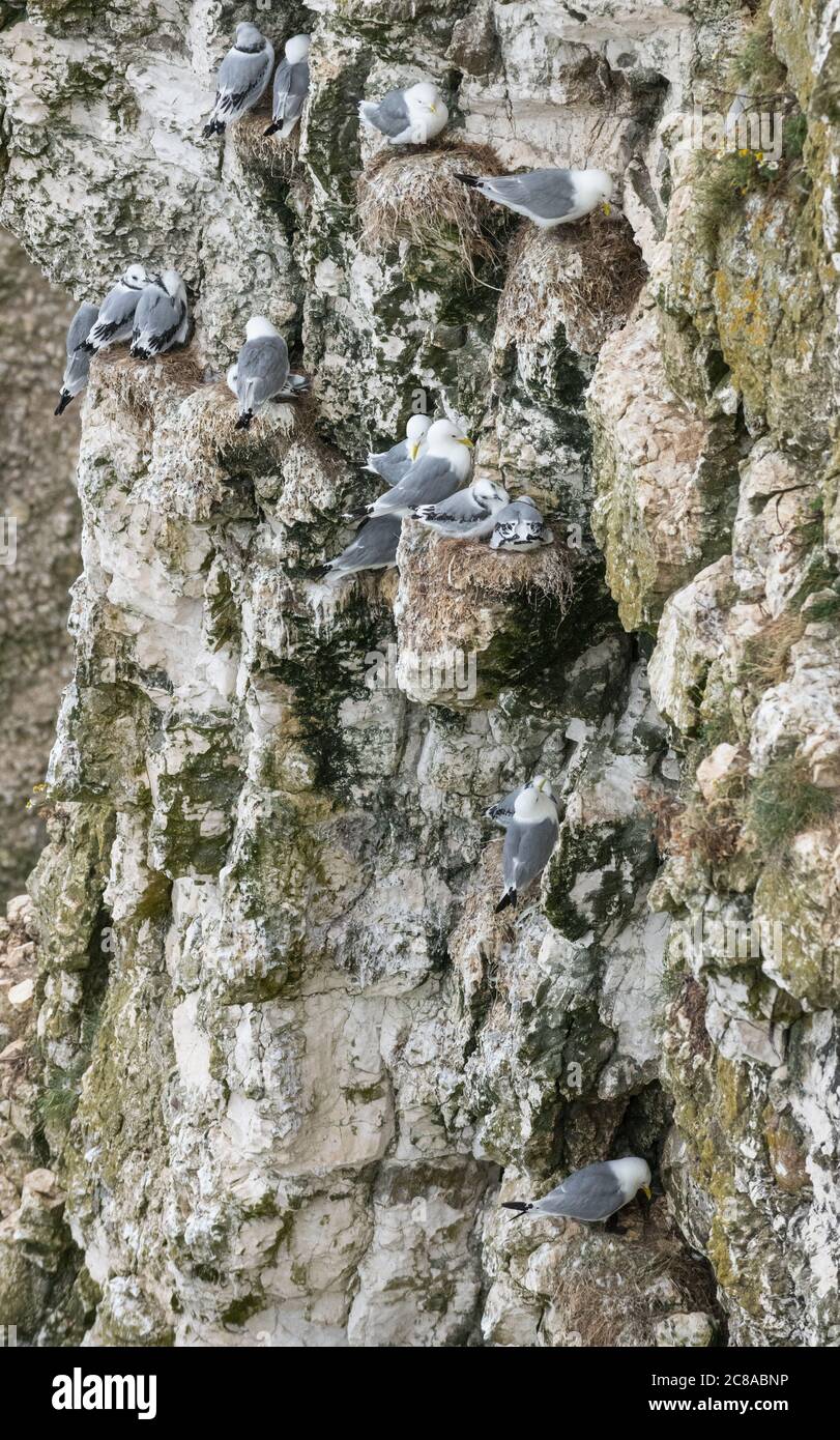 Zuchtgruppe der erwachsenen Kittiwake mit jungen Jungfischen an ihrem Brutplatz auf den Kalksteinfelsen bei Bempton, Yorkshire, England Stockfoto