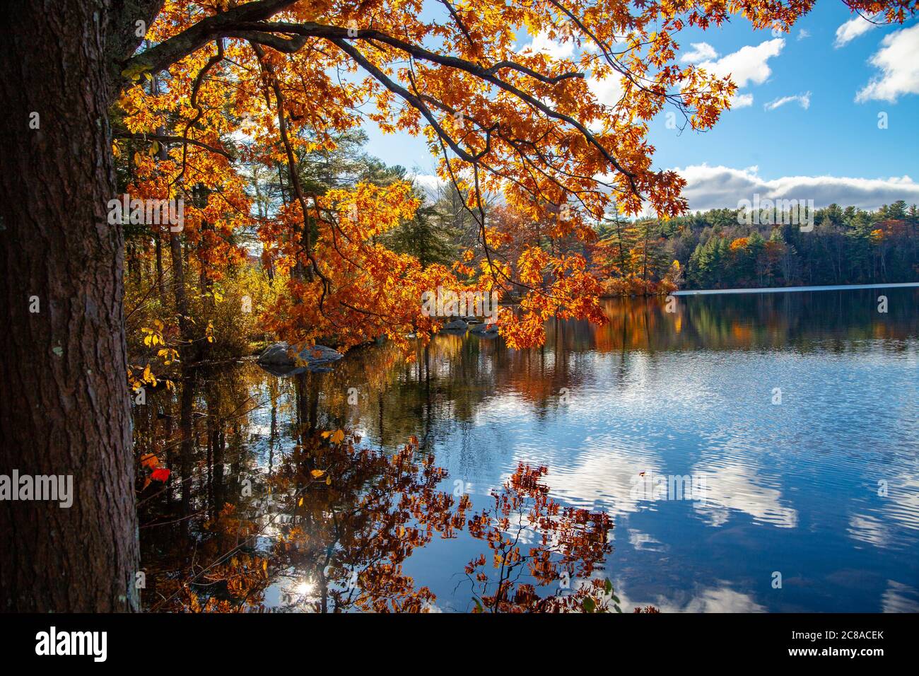 Der Baum mit leuchtend orangefarbenen Blättern ist vorne und blauer Himmel und Herbstwald sind auf dem Hintergrund in Litchfield CT USA Stockfoto