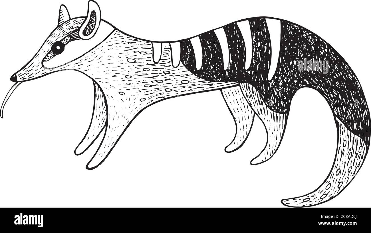 Numbat - Graphic Ink Art. Illustration des australischen Tieres Stock Vektor