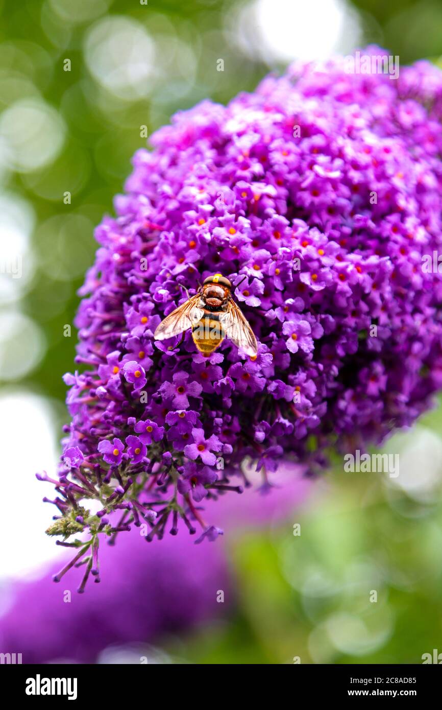 Biene auf einer lila Flieder (Syringa) Blume sitzend Stockfoto