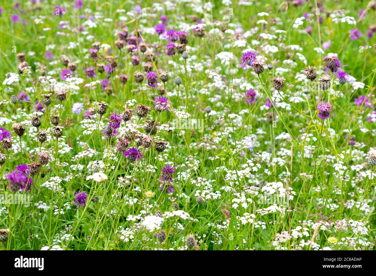 Wildblumenwiese mit Distelblüten und Kuhsilie Stockfoto