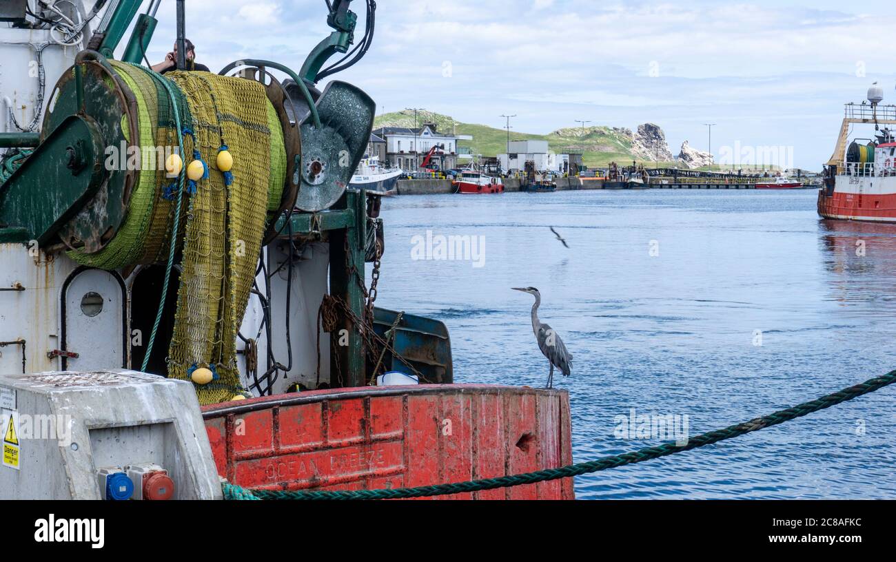 Ein Reiher auf einem Trawler in Howth, Dublin, Irland, auf der Suche nach seiner nächsten Mahlzeit. Stockfoto