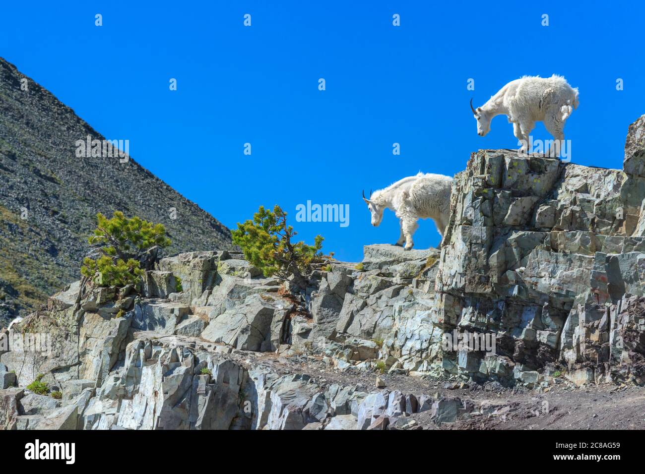 Bergziegen in den verrückten Bergen bei Wilsall, montana Stockfoto