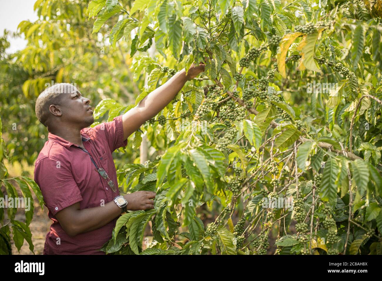 Ein kommerzieller Kaffeefarmer untersucht einen Kaffeebaum voller Kaffeekirschen im Rakai District, Uganda, Ostafrika. Stockfoto