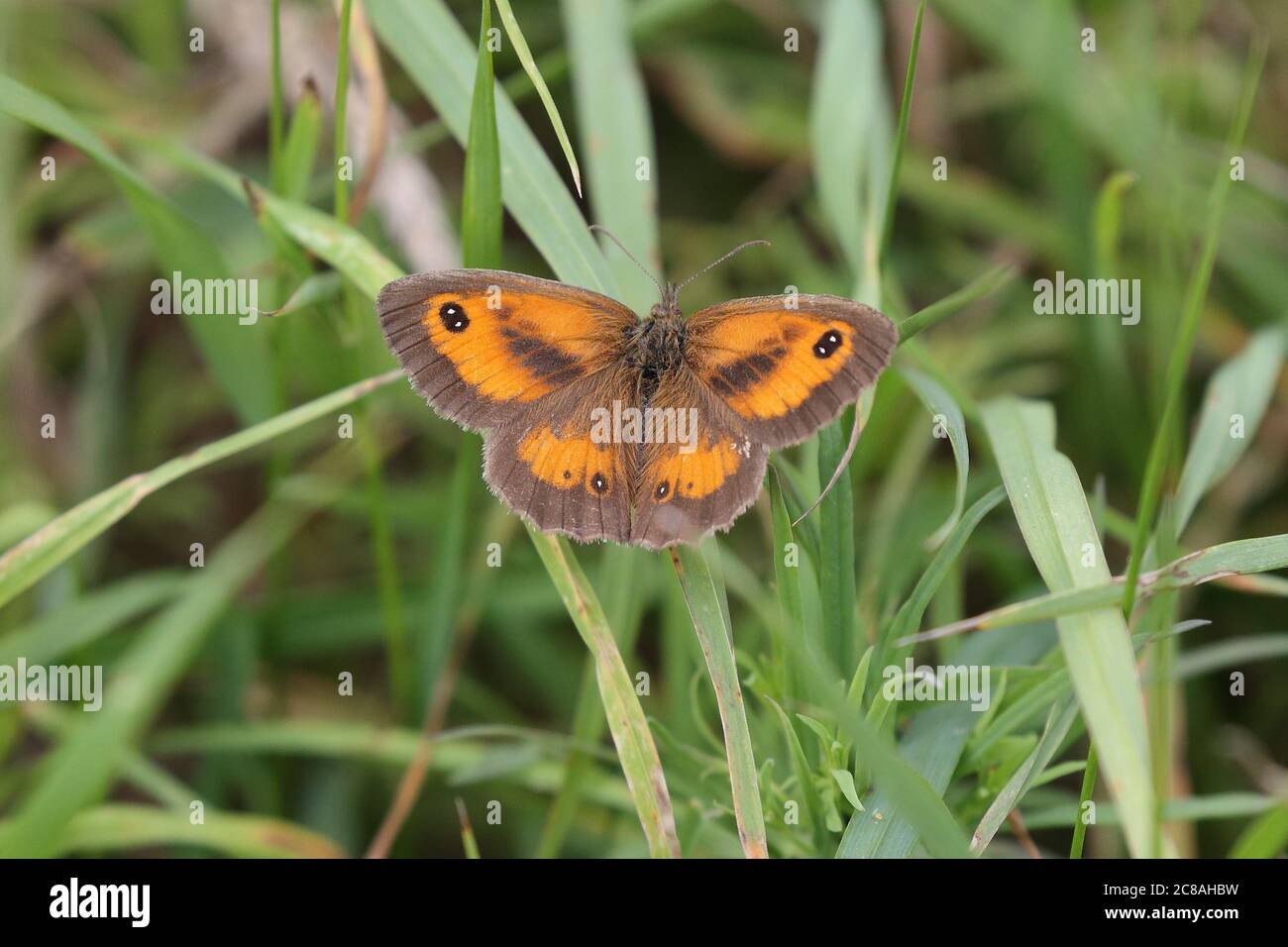 Gatekeeper oder Hedge Brown Stockfoto