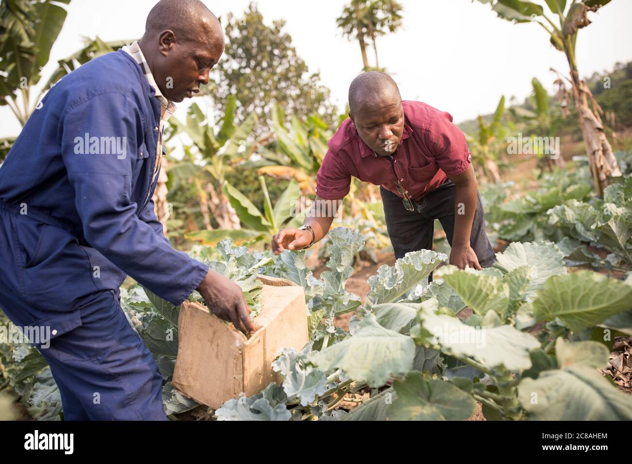 Ein Landarbeiter hilft einem Kleinbauern, seine Collard-Grünernte auf seiner Farm im Rakai District, Uganda, Ostafrika, zu ernten. Stockfoto