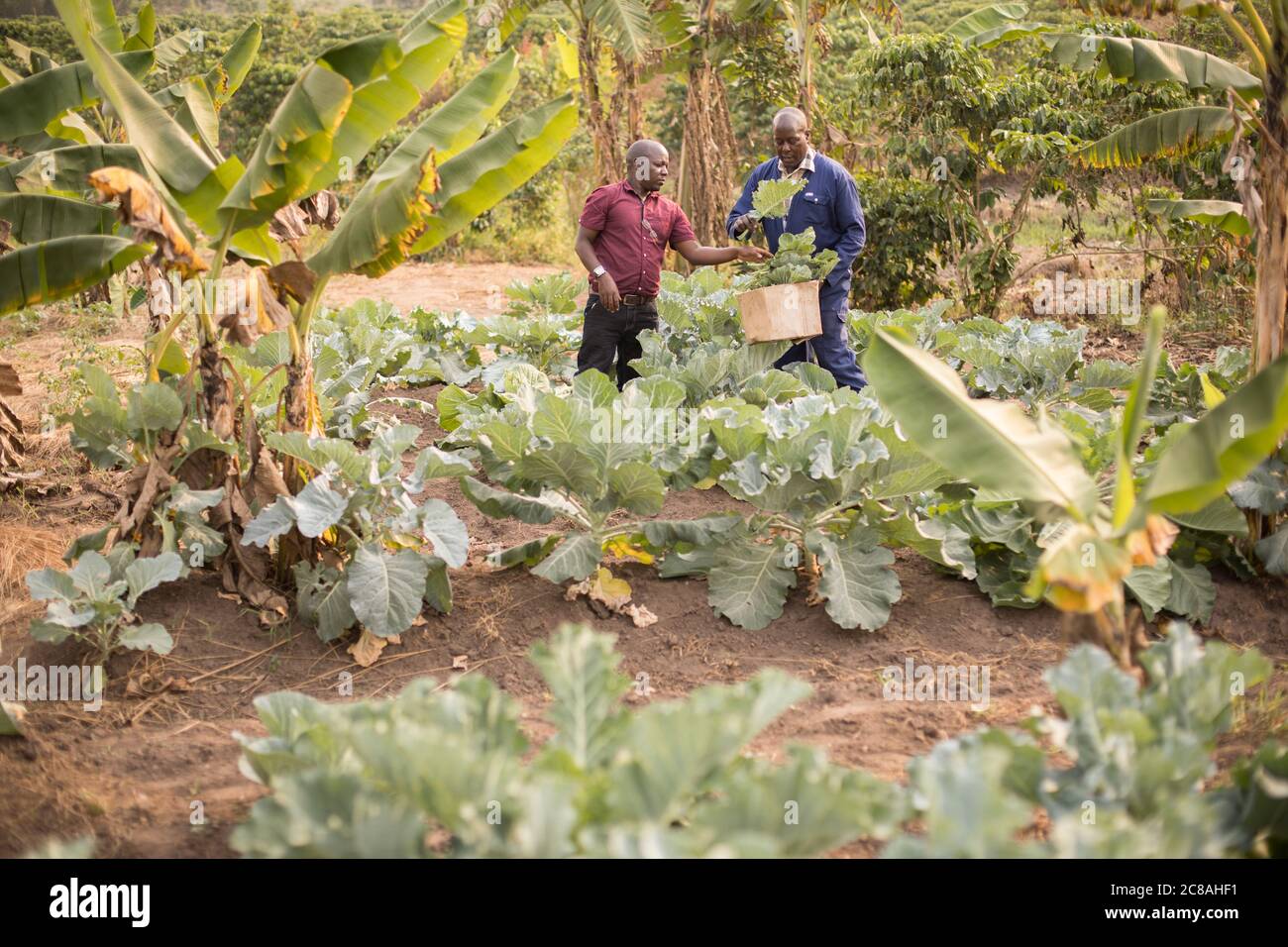 Ein Landarbeiter hilft einem Kleinbauern, seine Collard-Grünernte auf seiner Farm im Rakai District, Uganda, Ostafrika, zu ernten. Stockfoto