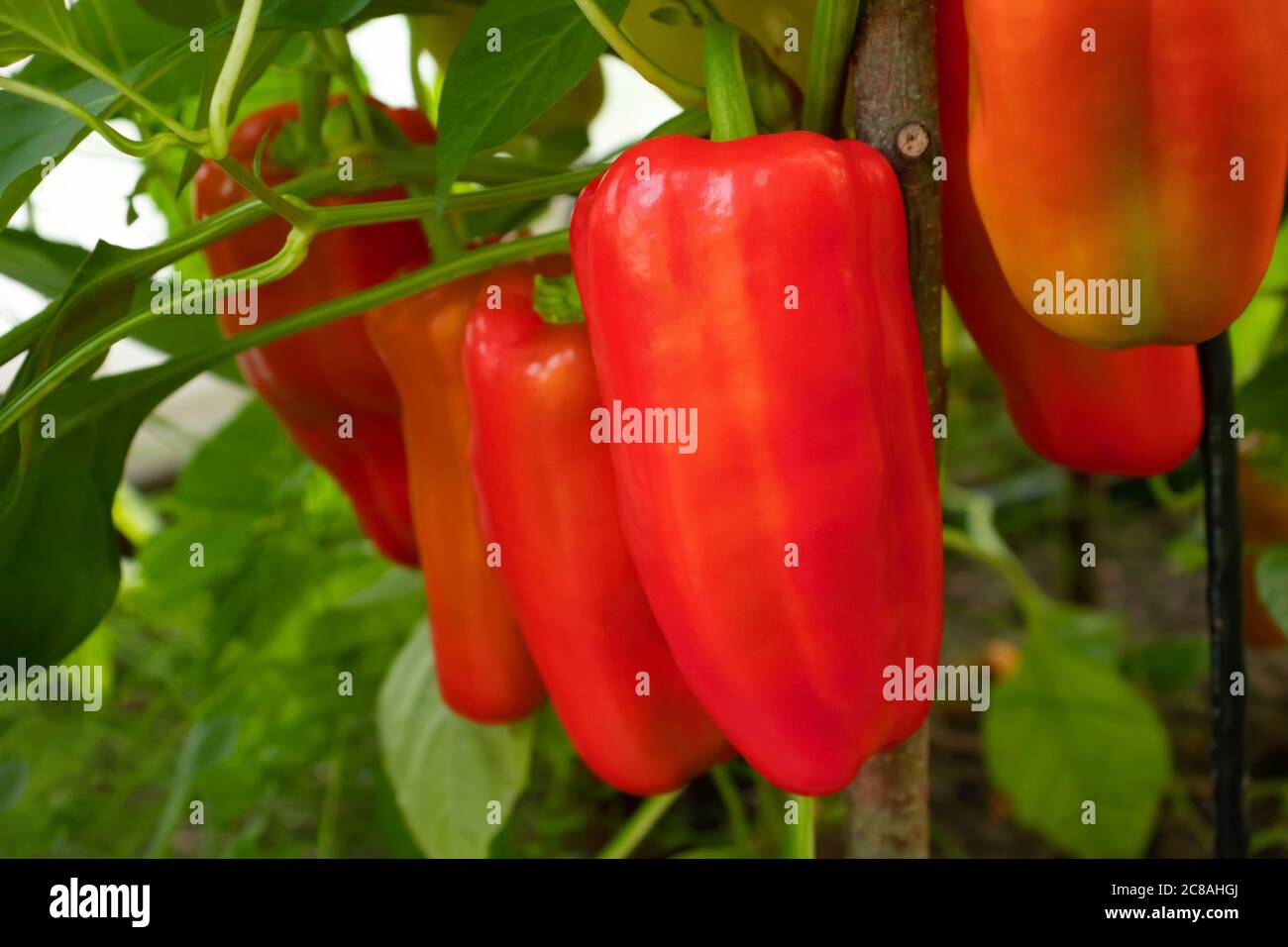 Mehrere rote Paprika reifen auf einem Busch in einem Gewächshaus, aus der Nähe Stockfoto