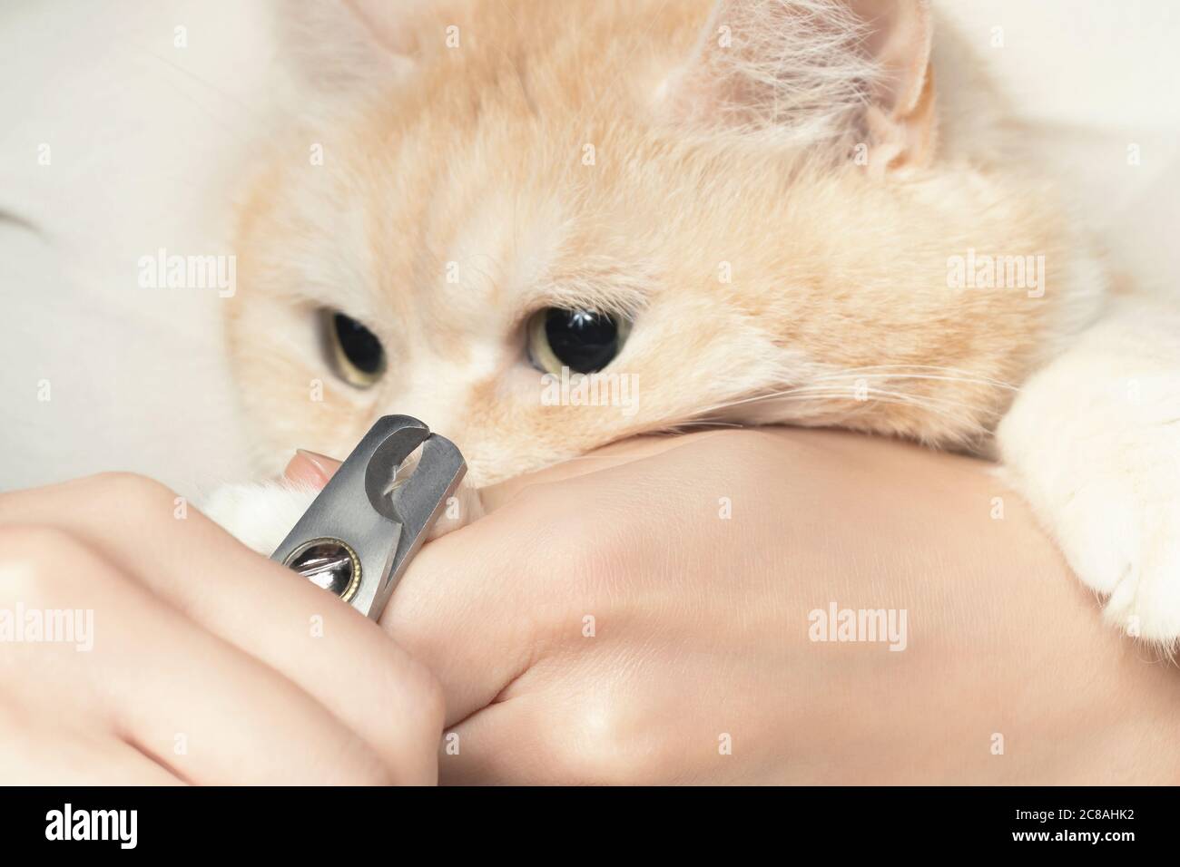 Schneiden Sie die Krallen einer niedlichen cremigen britischen Katze. Haustierpflege, Pflegekonzept Stockfoto