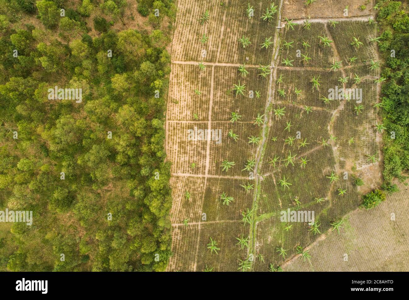 Luftaufnahme von Bananenbäumen im Masaka District, Uganda LWR Uganda Youth SEED Project. Februar 2018. Foto von Jake Lyell für Lutheran World Relief. Stockfoto