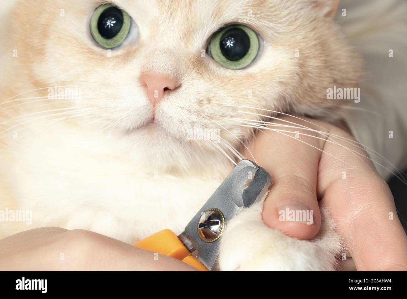 Schneiden Sie die Krallen einer niedlichen cremigen britischen Katze. Haustierpflege, Pflegekonzept Stockfoto
