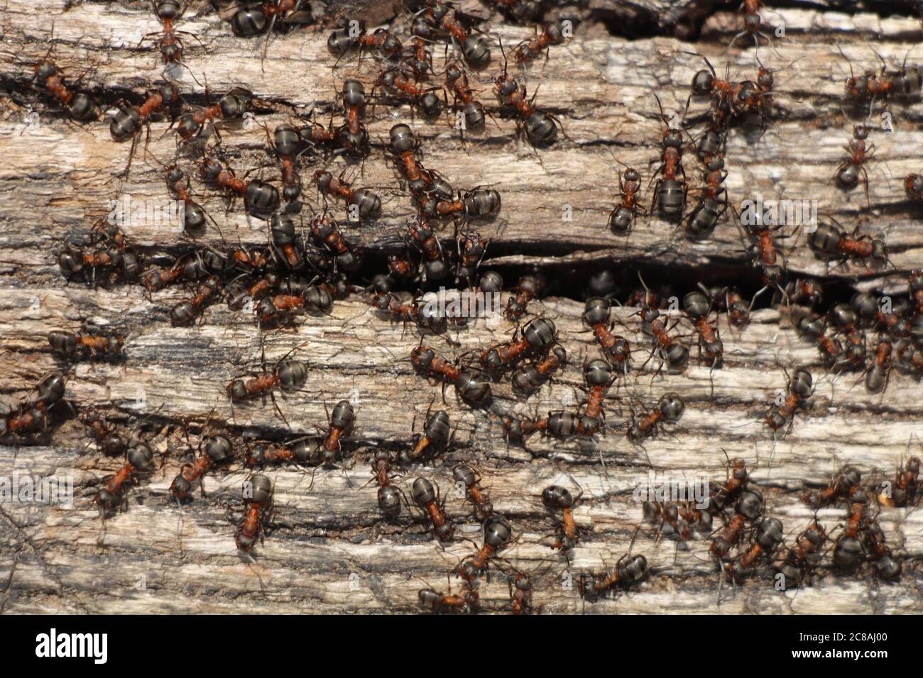 Zahlreiche Zimmermannsameisen, die einen roten Teil in der Mitte haben, kriechen in und aus einer Lücke zu einem massiven Holzblock Stockfoto