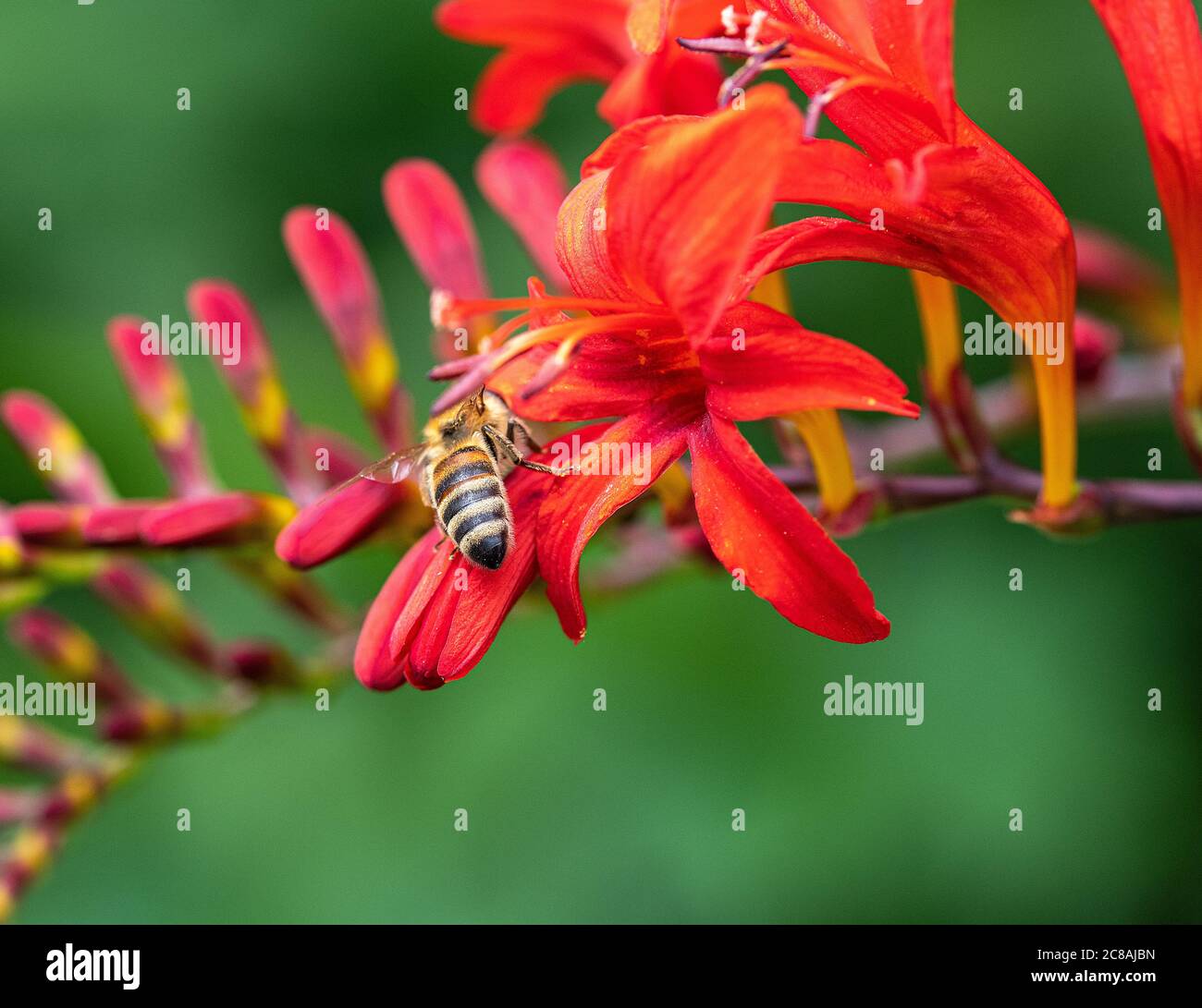 Eine Honigbiene, die Pollen auf einer leuchtend roten Crocosmia Blume in einem Garten in Alsager Cheshire England Vereinigtes Königreich sammelt Stockfoto