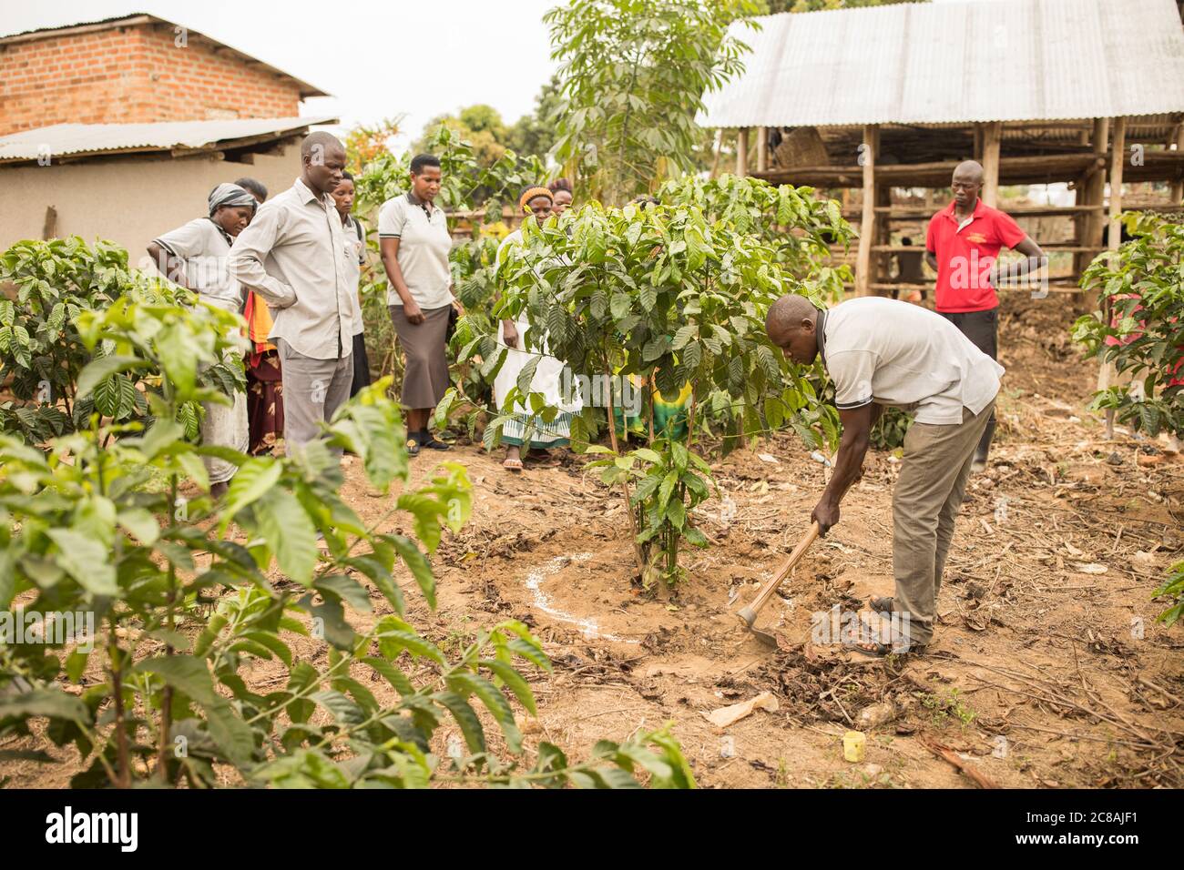 Ein Agent für landwirtschaftliche Erweiterungsdienste demonstriert Kleinbauern auf einer Kaffeefarm im Masaka District, Uganda, Ostafrika. Stockfoto