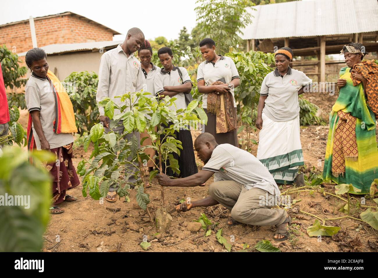 Ein Agent für landwirtschaftliche Erweiterungsdienste demonstriert Kleinbauern auf einer Kaffeefarm im Masaka District, Uganda, Ostafrika. Stockfoto