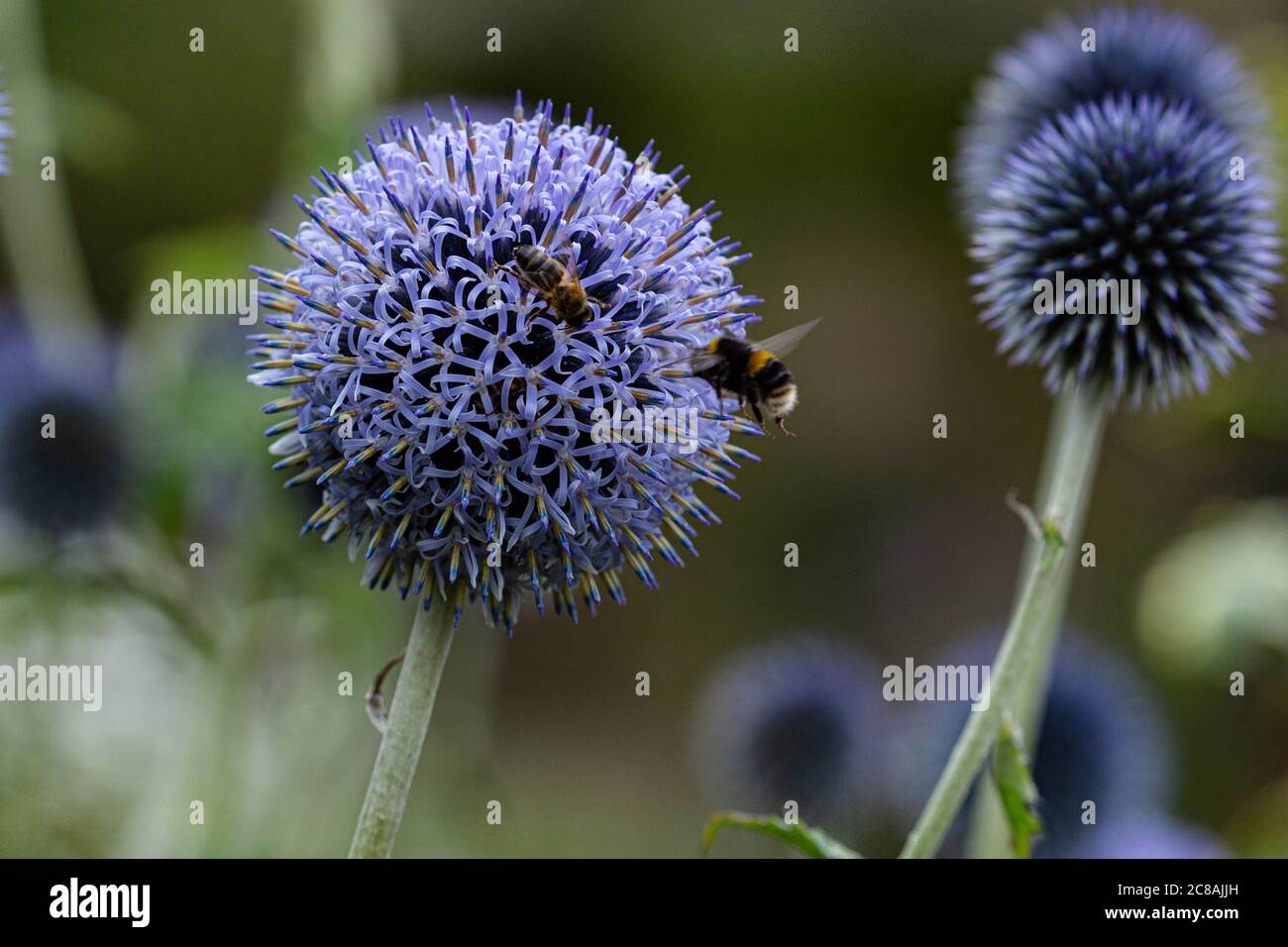Bienen auf Echinops Blumen. Stockfoto