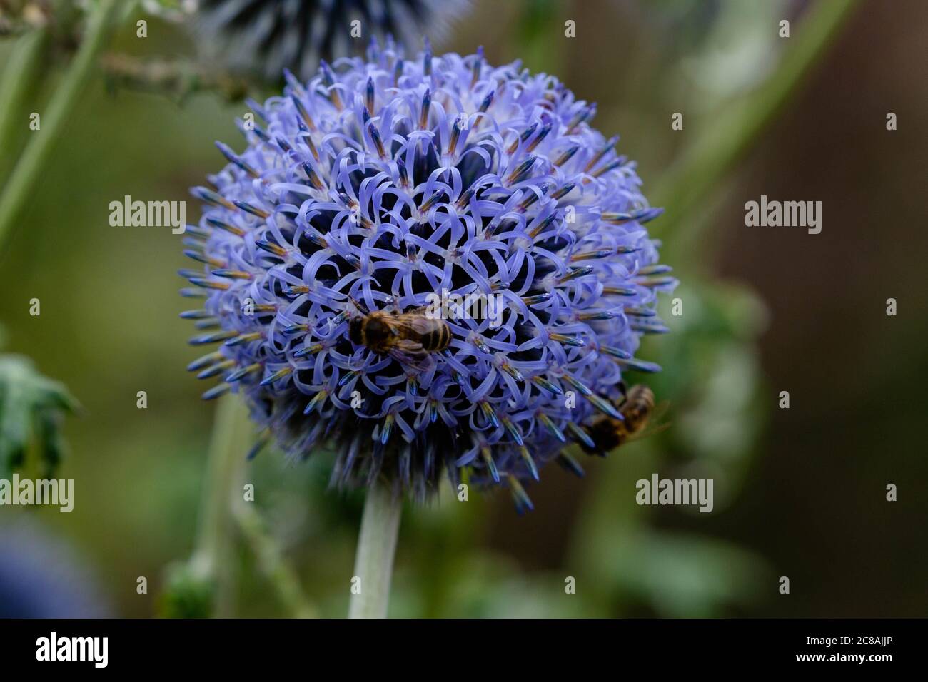 Honigbienen auf Echinops Blumen. Stockfoto
