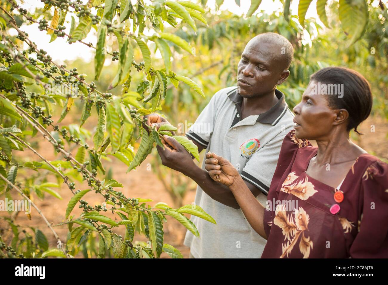 Der Village Enterprise Agent James Kabiito (35, l) bietet auf ihrer Kaffeehaus im Masaka District, Uganda, Erweiterungsdienste für Gertrude Nalukwago (50, r) an Stockfoto