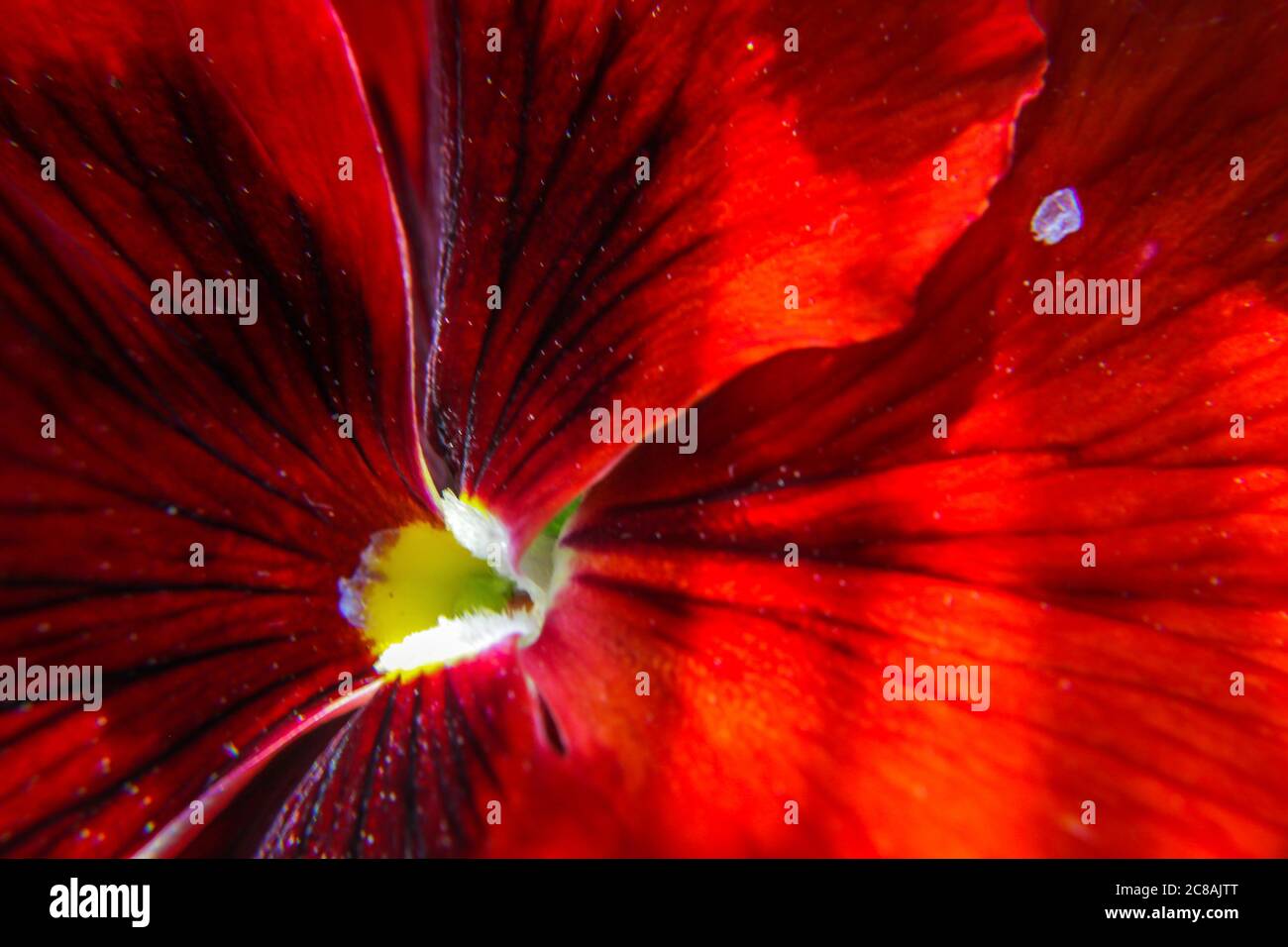 Nahaufnahme von roten Blütenblättern einer Blume an einem hellen sonnigen Tag Stockfoto