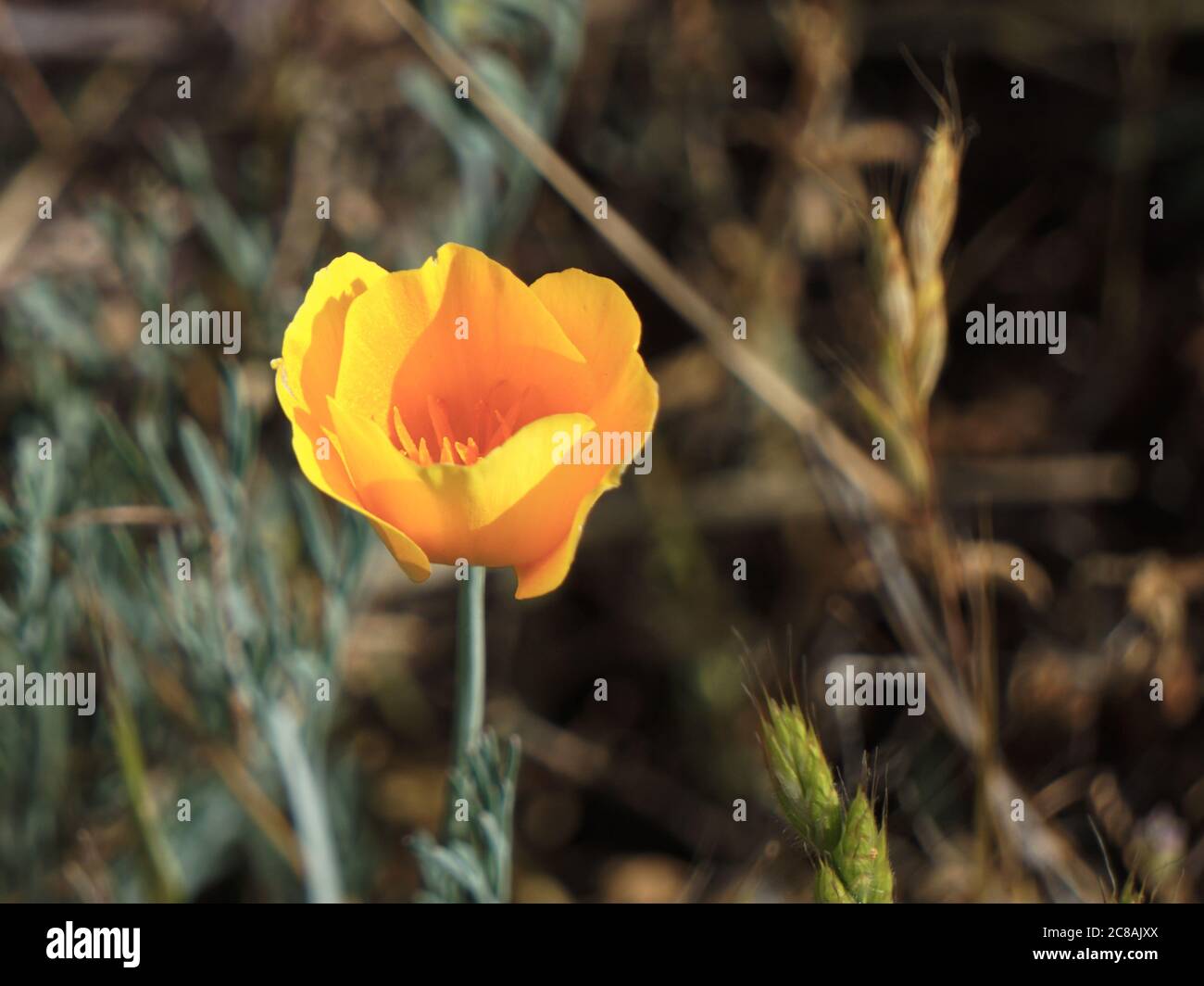 Kurze Tiefenaufnahme einer orangen kalifornischen Blüte. Stockfoto