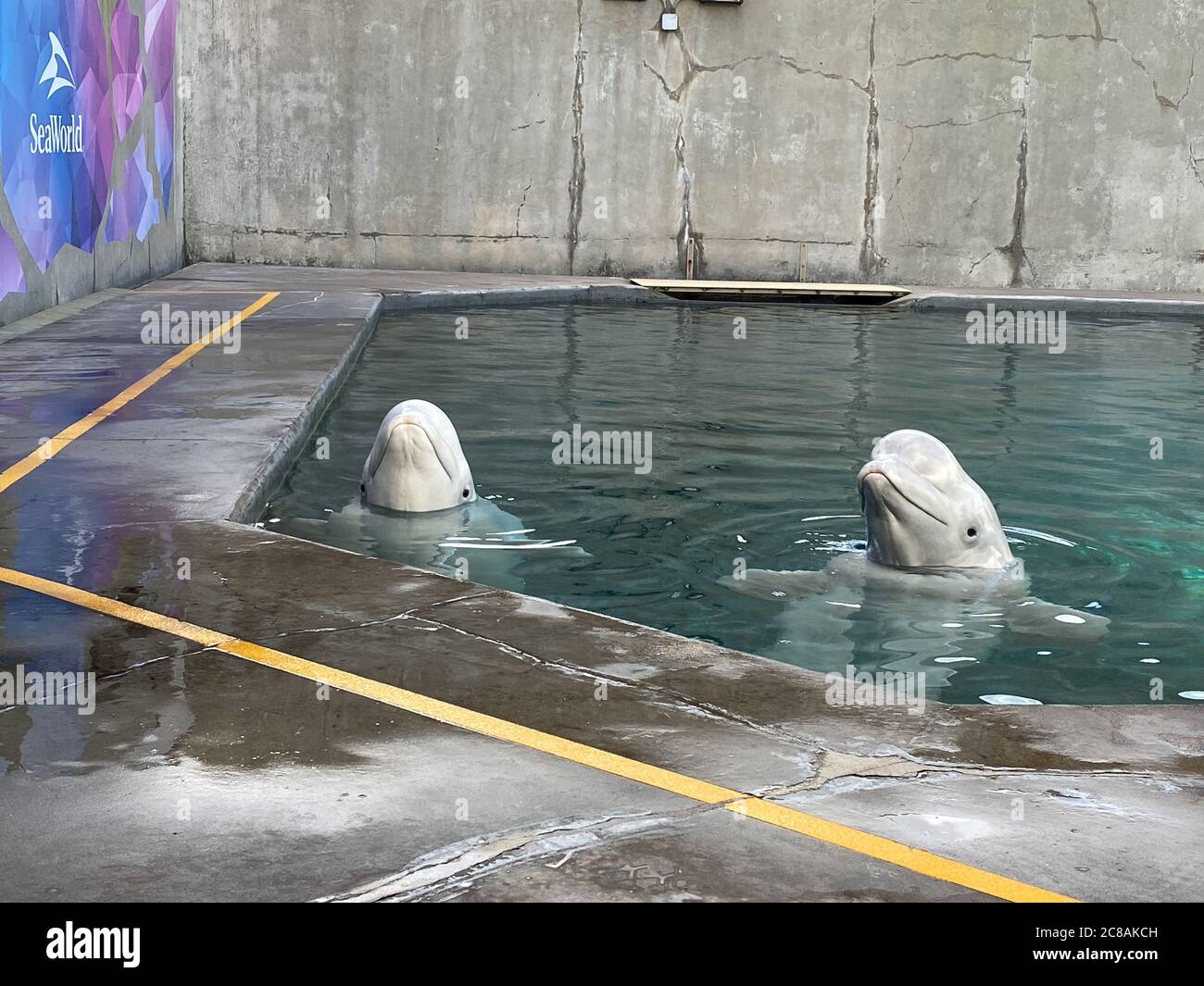 Beluga Whale At Seaworld Stockfotos Und Bilder Kaufen Alamy