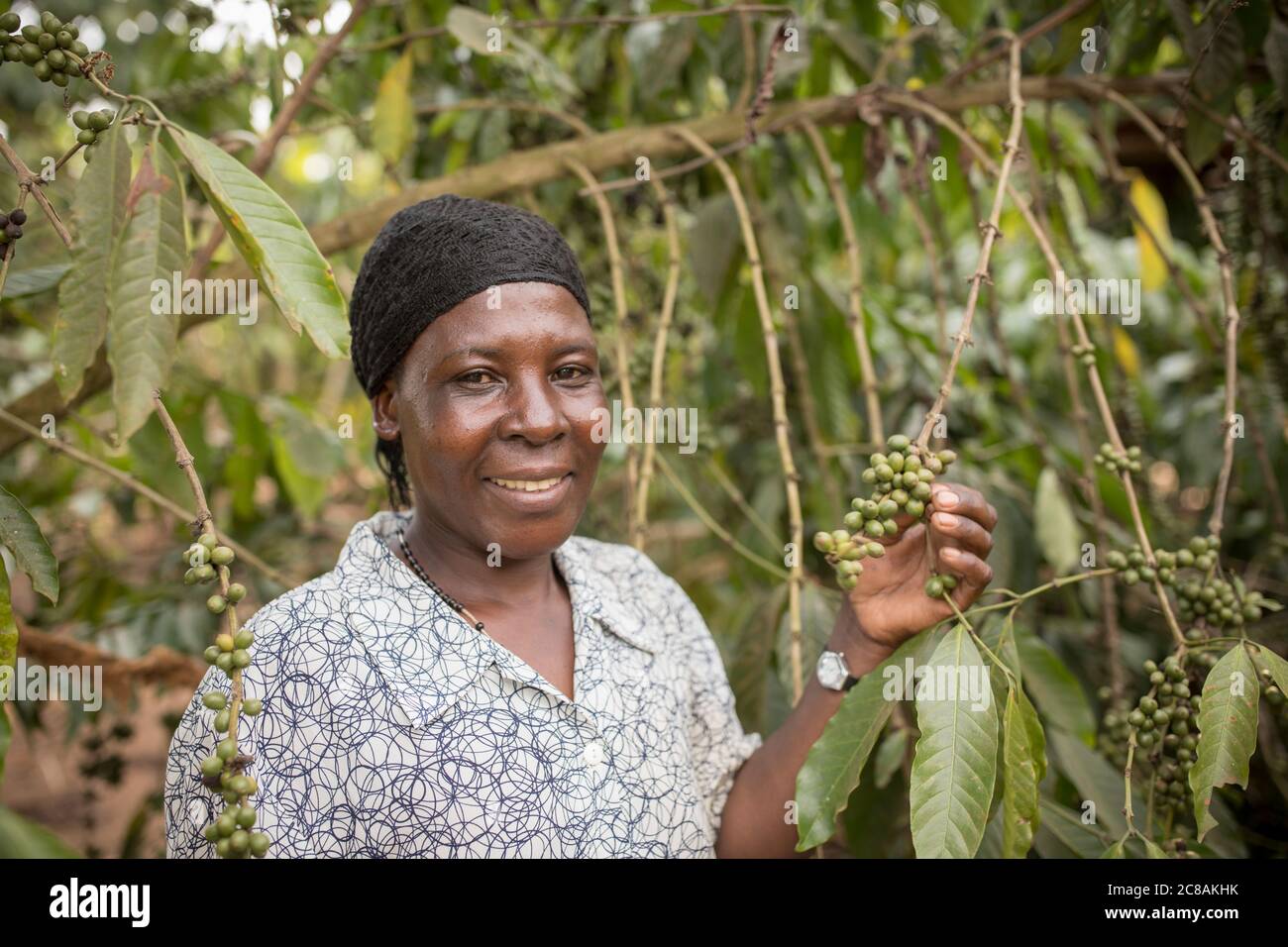 Ein kommerzieller Kaffeefarmer untersucht einen Kaffeebaum voller Kaffeekirschen im Rakai District, Uganda, Ostafrika. Stockfoto