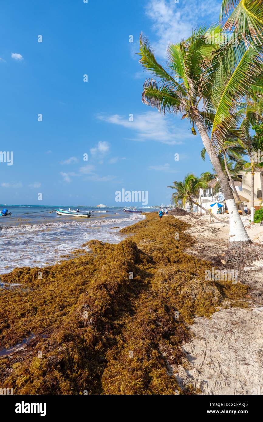 Der Kampf gegen Sargassum Algen in Playa del Carmen weiter als lokale Arbeiter versuchen, den Strand zu reinigen - Mexiko Stockfoto