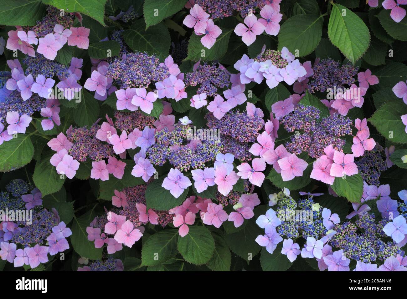 Hortensia macrophylla 'Blue Wave', Hortensia 'Ariesii Perfecta', Hortensien, Detail, Blume Stockfoto