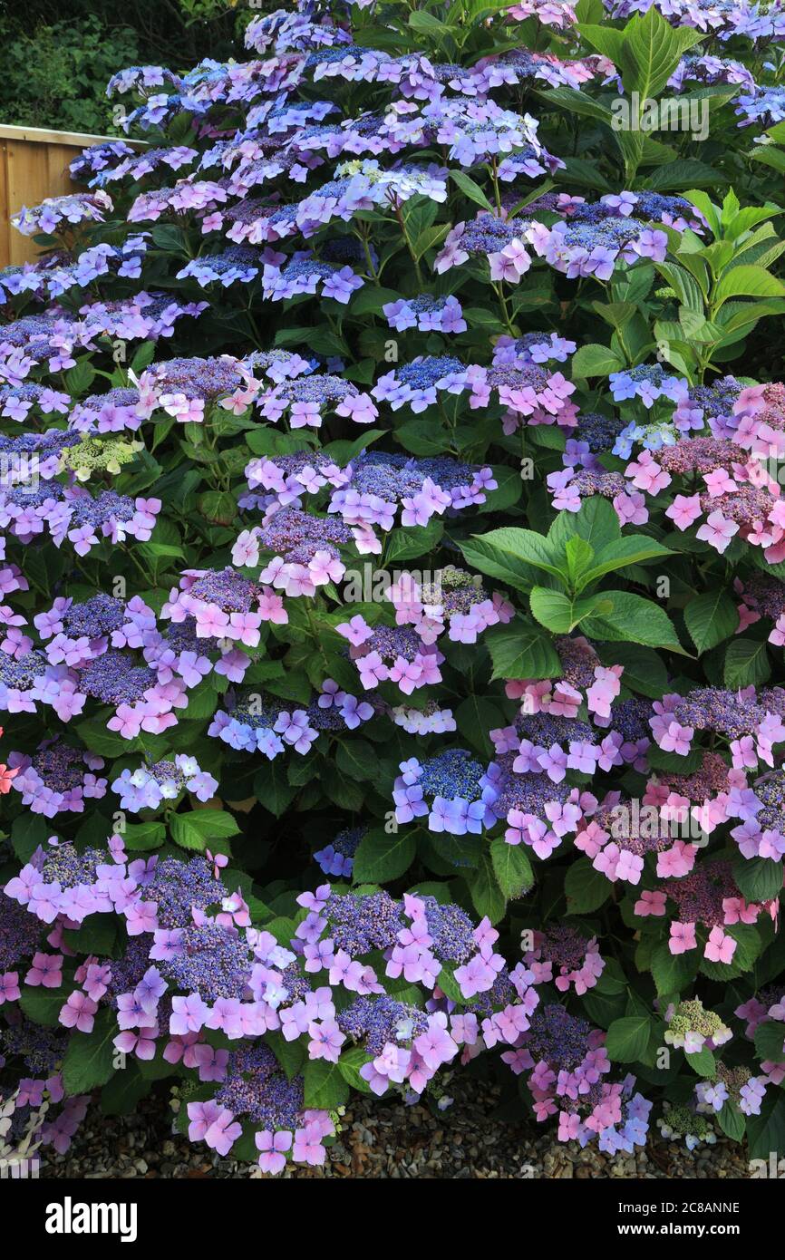 Hortensia macrophylla 'Blue Wave', Hortensia 'Ariesii Perfecta' Stockfoto